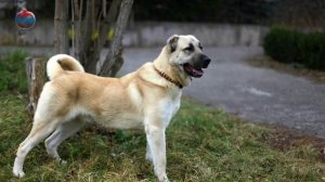 Армянский  Гампр