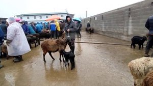 КОЙ базар КЫЗЫП атат БҮГҮН