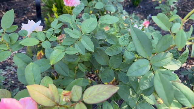 🌹 Liv Tyler / Pink Meilland Rose / Comtesse de Provence/ MEIbacus / Fragrant смотреть онлайн