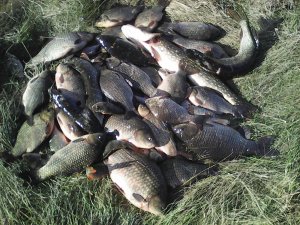 рыбалка сетями выловил стайку леща.mp4