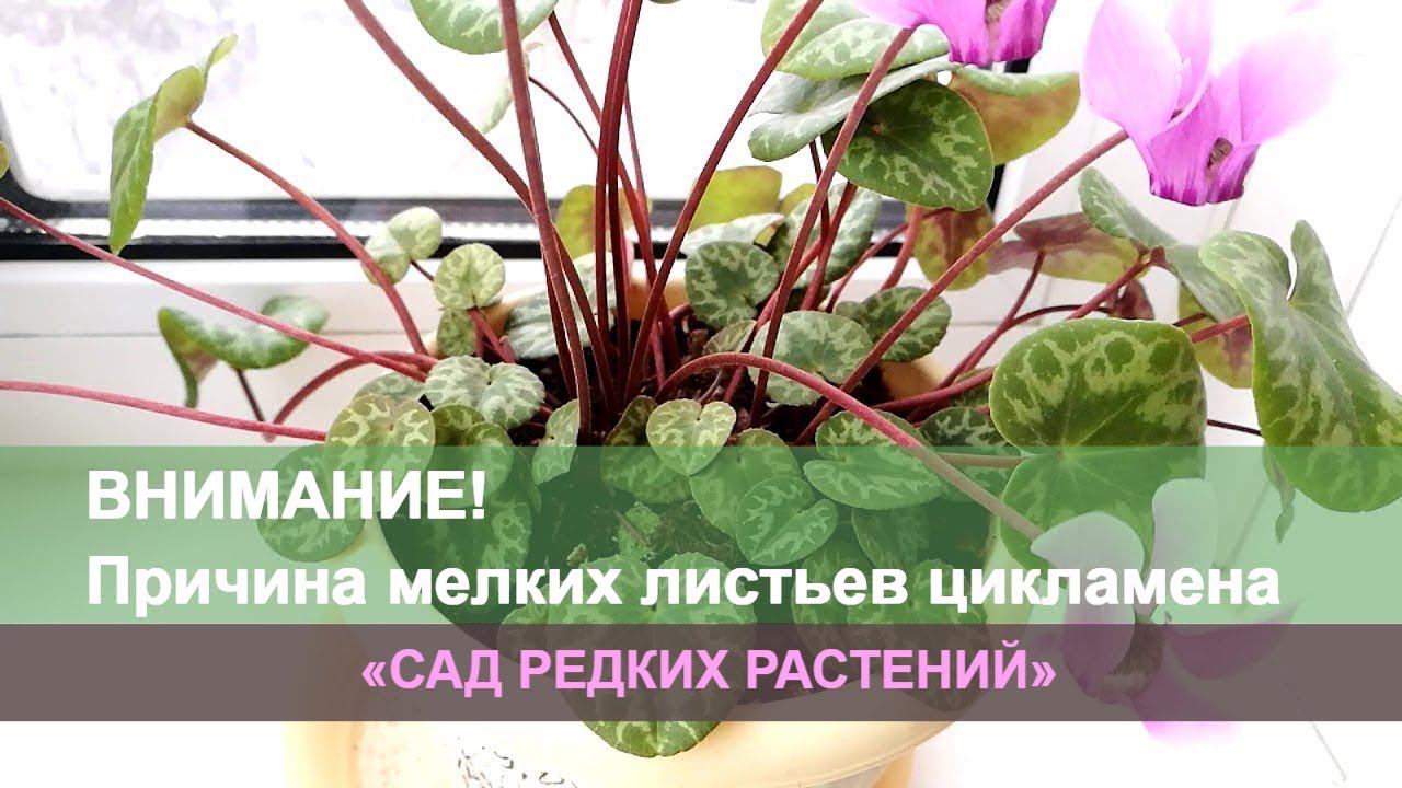 Что бывает с альпийской фиалкой от прямого солнечного света. Мелкие листья, что делать?