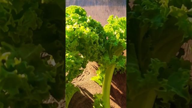 Топ 5 белковых продуктов #безмяса #белок #веган