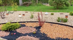 БОЛЬШОЙ РОКАРИЙ. КАК ПЕРЕЗИМОВАЛИ МОЛОДЫЕ РАСТЕНИЯ. Ива Хакуро-Нишики / Орех извилистый / Барбарисы.