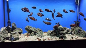 Три года проживания Трофеусов в аквариуме 240 л.