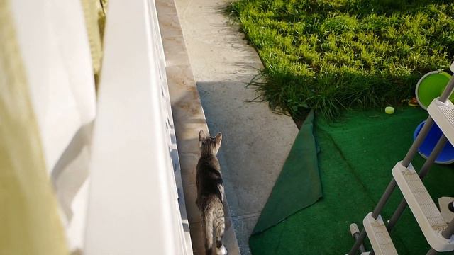 Рубрика: "Бе-бе-бе". Вода 15 градусов. Приход белочки Красноярской смотреть онлайн