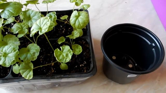 Семена из Китая пеларгония пересадка в горшки уход за цветами смотреть онлайн