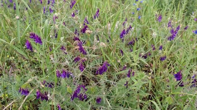 Как выглядит горошек мышиный? смотреть онлайн