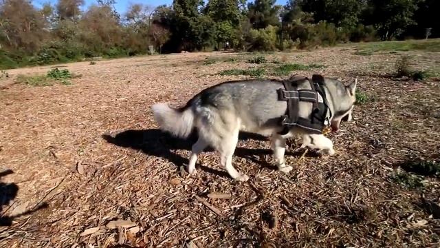 HUSKY DOG - HOW TO STOP HUSKY FROM DIGGING - Siberian Husky Reacts To Electric Training Collar смотреть онлайн