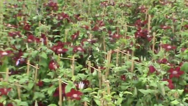 Clematis- 2010 Chelsea Award Winners.mpg смотреть онлайн