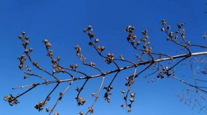 ИВАНОВ ДЕНЬ 20 января. Что можно  и что нельзя делать.ПРИМЕТЫ