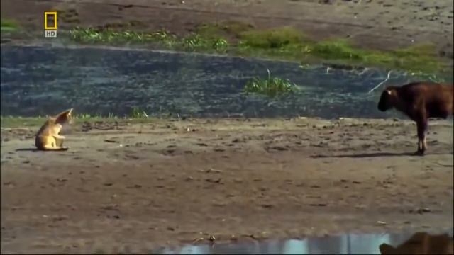 Мир дикой природы. Бизоны смотреть онлайн