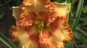 Лилейник daylily FIRE IN MY SOUL