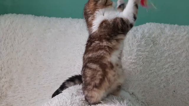 шотландская прямоухая кошка, окрас - черный мрамор биколор. смотреть онлайн