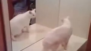 Кот бьет свое отражение