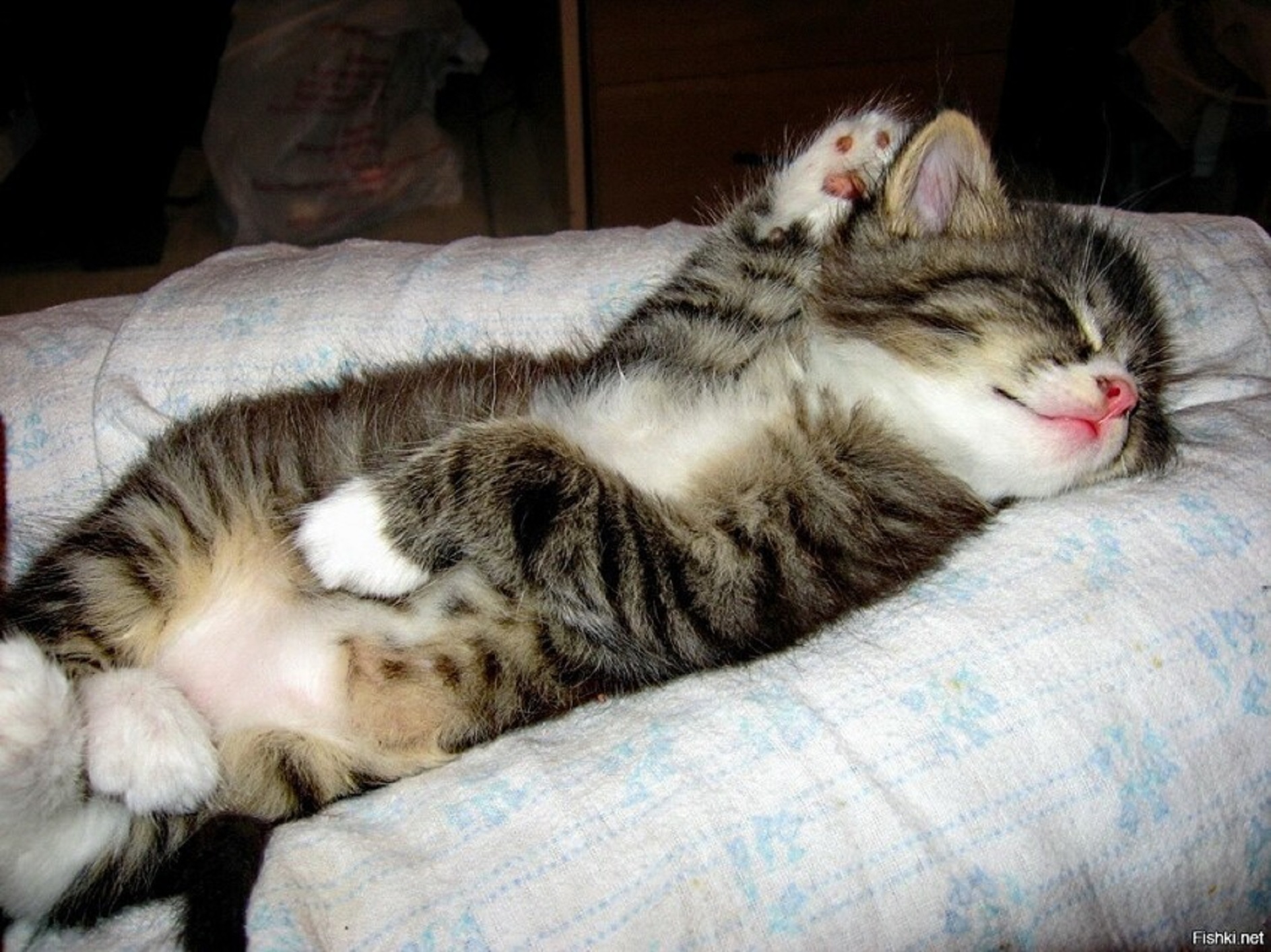 Спящие кошки фото. Спящий кот. Спящие котики. Сонный котенок.