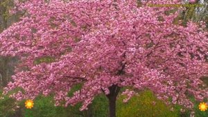 Вишня мелкопильчатая Пинк Перфекшен. Краткий обзор, описание prunus serrulata Pink Perfection