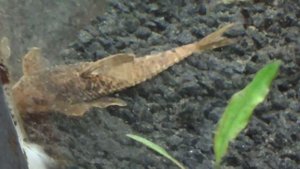 Красная лорикария - Rineloricaria sp. Red