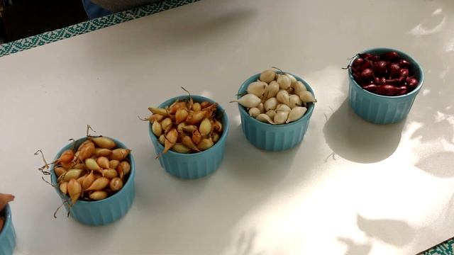 Посадка лука на зиму: лучшие озимые сорта лука для посадки на зиму, которые я высаживаю в октябре смотреть онлайн