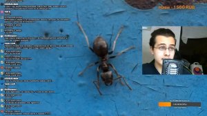 КАК И ГДЕ ИСКАТЬ МАТОК МУРАВЬЁВ? \\ ПОДКАСТ \\ Димон и пумба