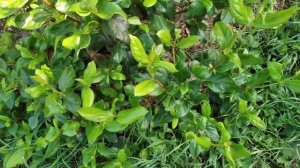 О калине лавролистной в моих условиях