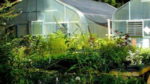 КАПЛЯ ЭТОГО И СОРНЯКОВ В ОГОРОДЕ БОЛЬШЕ НЕ БУДЕТ НЕ ХИМИЯ!