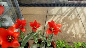 Growing tulips (Red Riding Hood) - container flower gardening UK.