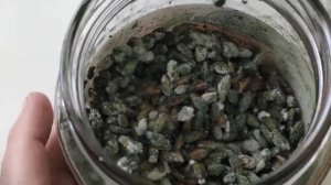 Опыт выращивания триходермы боверии метаризиума. часть2