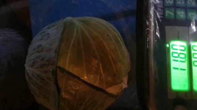 Капуста Ларсия. смотреть онлайн