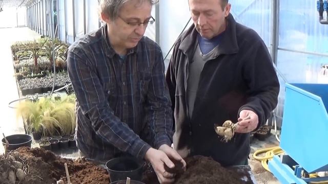 Jardinage:Comment faire la culture et division de dahlia: Plante annuelle смотреть онлайн