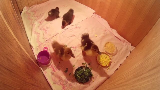 Уход за утятами мускусной утки Новый домик Часть 3 Нам уже 10 дней! смотреть онлайн