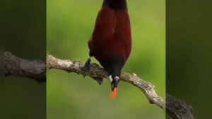 Мир птиц. Попугаи. Какаду. Волнистый попугай. Воробьи. Звуки птиц. Айсты. Красивая птица.