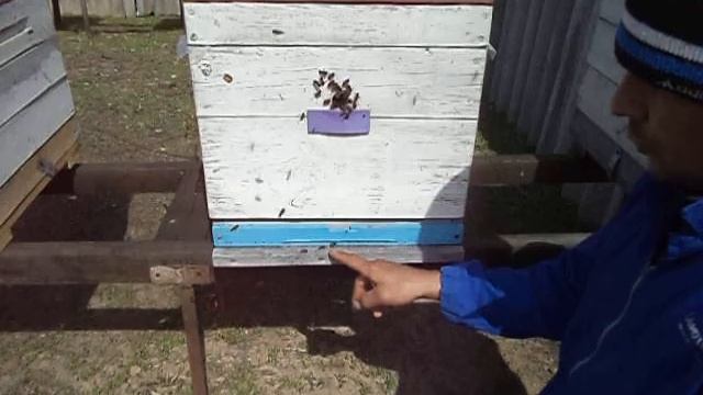 Как направить пчелу в нужный леток при сборе пыльцы. смотреть онлайн