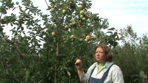 Грушовка московская