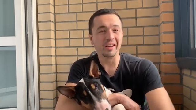 Анонс. Разговор о бультерьерах. смотреть онлайн