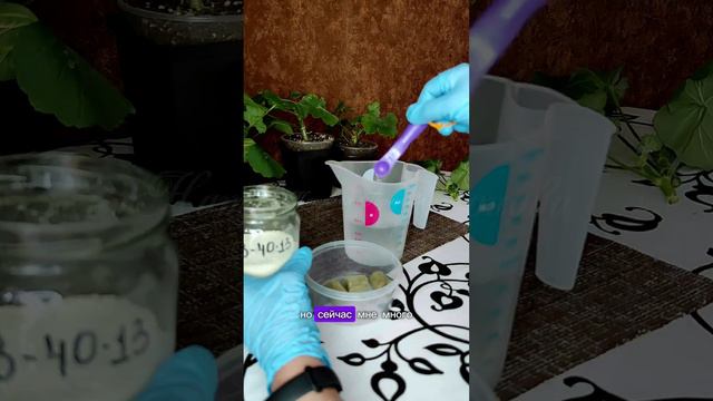 Все этапы выращивания кустика пеларгонии из черенка. Часть 4