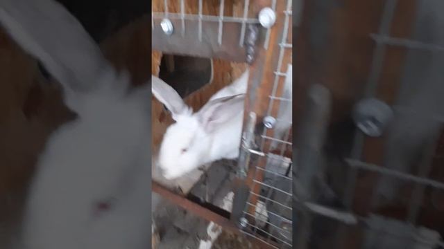 чем кормим кроликов? смотреть онлайн