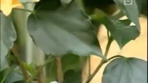 Цветок гибискус | Китайская или суданская роза