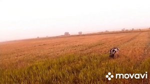 Охота на перепела. Первый выход юного курцхаара в поле.