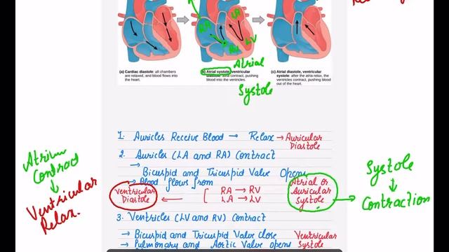 HEART STRUCTURE AND FUNCTIONS || VALVES OF HEART || BLOOD PRESSURE || SYSTOLE AND DIASTOLE || смотреть онлайн