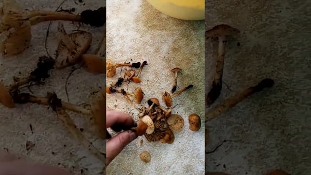 Луговые опята. Тихая охота 2021. смотреть онлайн