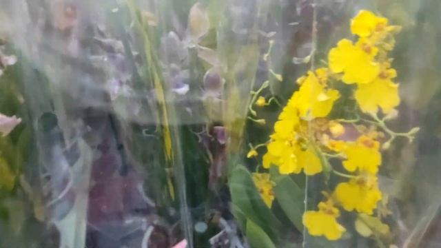 №233/ Свежие орхидеи и другие комнатные растения в сц на Атарбекова смотреть онлайн