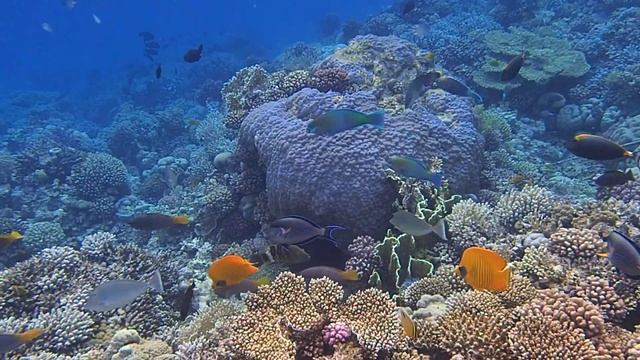 рыбы хирурги на внешнем рифе отеля Пирамиса Сахл Хашиш смотреть онлайн