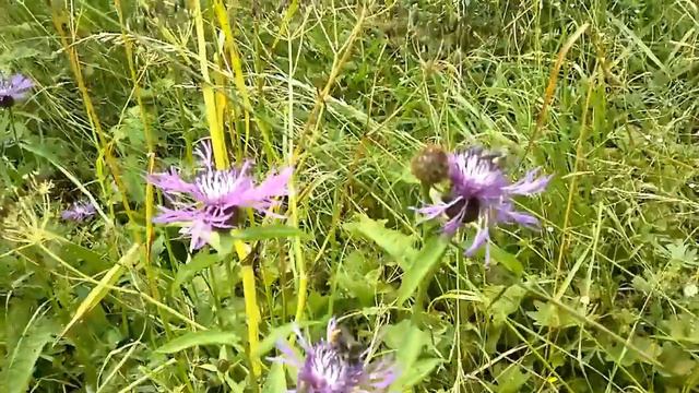 Сюрпризы медосбора 2018 года смотреть онлайн