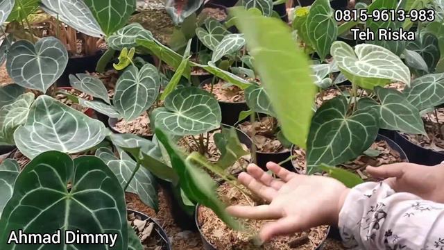 READY STOK JENIS KOLEKSIAN KG HINGGA AGLAONEMA RIMBUNAN YANG CANTIK2 смотреть онлайн