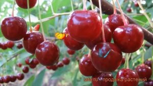 Вишня обыкновенная Десертная Морозовой ? обзор: как сажать, саженцы вишни Десертная Морозовой