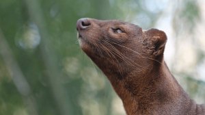 ИНТЕРЕСНЫЙ ЗВЕРЬ: ФОССА