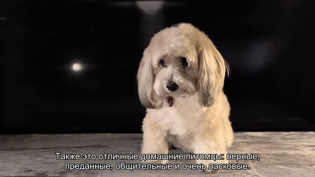 Русский черный терьер