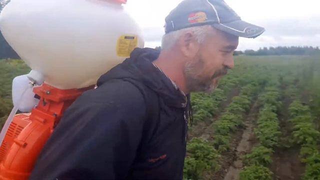 Борьба с колорадским жуком с помощью бензинового опрыскивателя Expert 42 на 26 литров