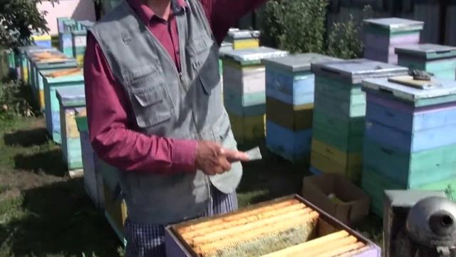 На пасеке у Александра Константиновича. Сокращаем пчел, в зиму на ульях Рут (ч1) Hive in winter смотреть онлайн
