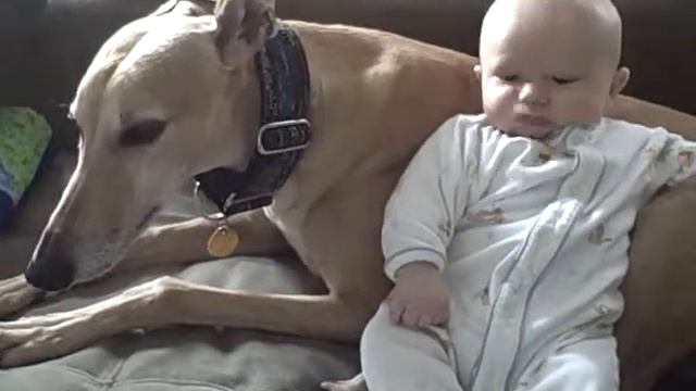 Nico with hiccups on the dog смотреть онлайн